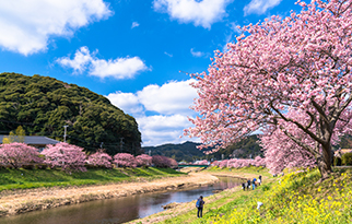 お花見